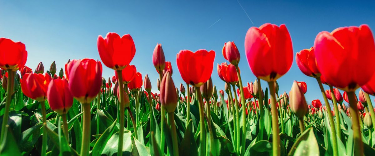 Group of red tulips in the park. Spring landscape. Keukenhof Flower Park