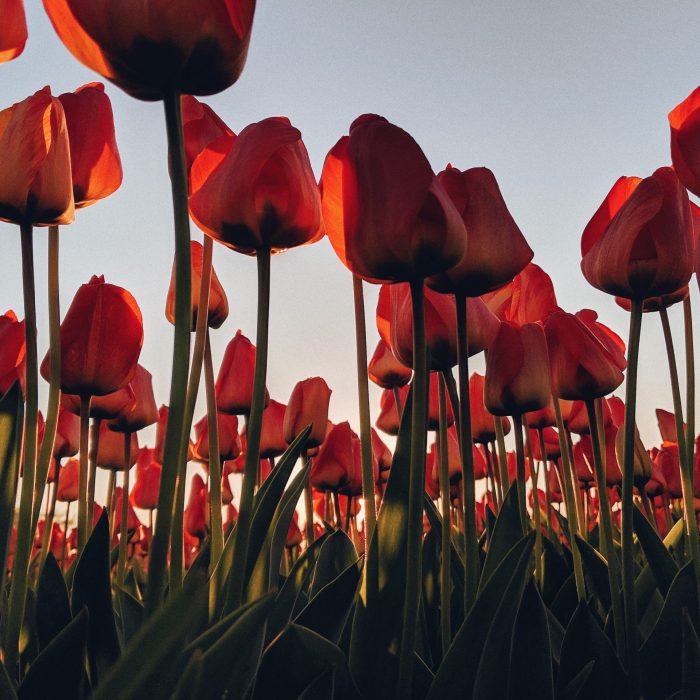tulips-all-around-2021-09-02-23-46-12-utc